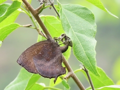 Mahathala ameria