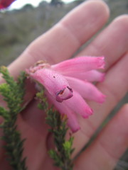 Erica pectinifolia