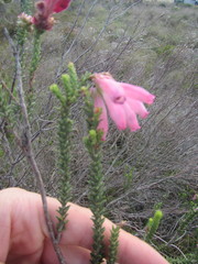 Erica pectinifolia