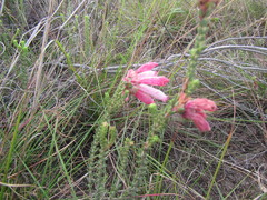 Erica pectinifolia