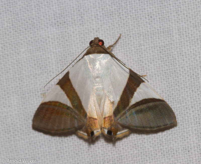 Eulepidotis dominicata