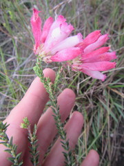 Erica pectinifolia