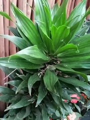 Dracaena fragrans compacta