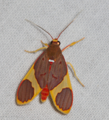 Trichromia pectinata