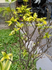 Forsythia viridissima