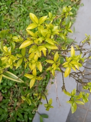 Forsythia viridissima