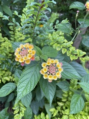 Lantana camara