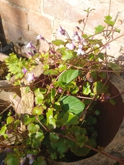 Cymbalaria muralis