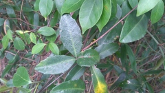 Tetrastigma