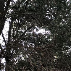 Streptopelia senegalensis