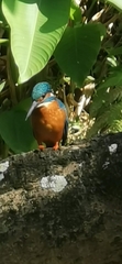 Alcedo