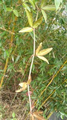 Tetrastigma