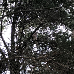 Streptopelia senegalensis