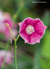 Oxystelma esculentum