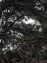 Streptopelia senegalensis