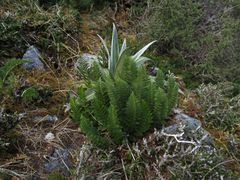 Polystichum cystostegium