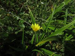 Microseris scapigera