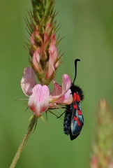 Zygaena oxytropis