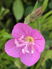 Oenothera rosea