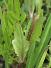 Oenothera rosea