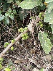 Ficus fistulosa
