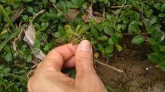 Ficus vaccinioides