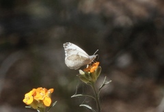 Anthocharis lanceolata