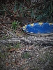 Dasyornis broadbenti