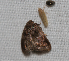 Vipsophobetron marisa