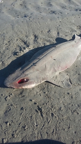 Cephaloscyllium isabella