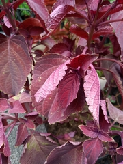 Coleus scutellarioides