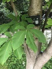 Aesculus turbinata