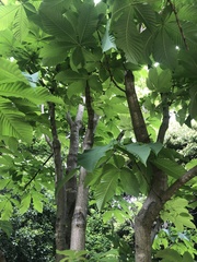 Aesculus turbinata