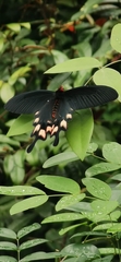 Byasa