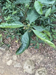 Psychotria asiatica