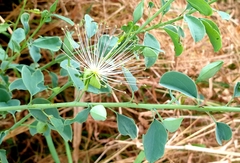 Maerua decumbens