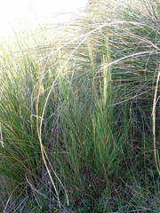 Dracophyllum acerosum