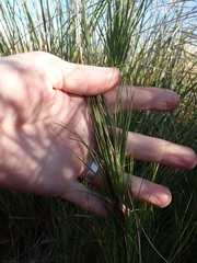 Dracophyllum acerosum