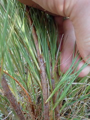 Dracophyllum acerosum