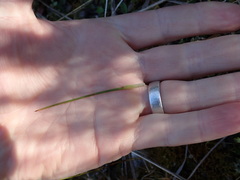 Dracophyllum acerosum