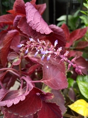 Coleus scutellarioides