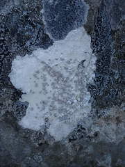 Lecanora farinacea