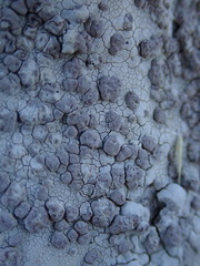 Lecanora farinacea