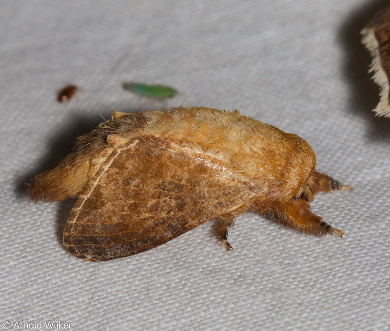 Tolype nana