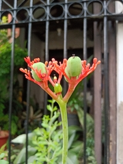 Magnoliopsida
