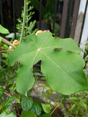 Magnoliopsida