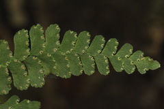 Adiantum diaphanum