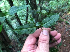 Parsonsia leichhardtii