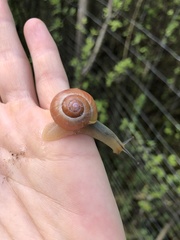 Cepaea
