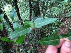 Parsonsia leichhardtii